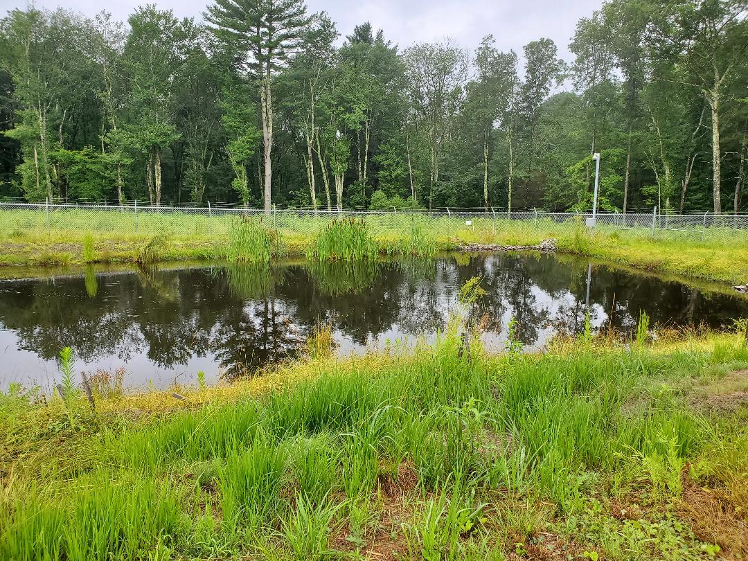 pond with lots of vegetation